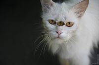 Чернобыль-Припять